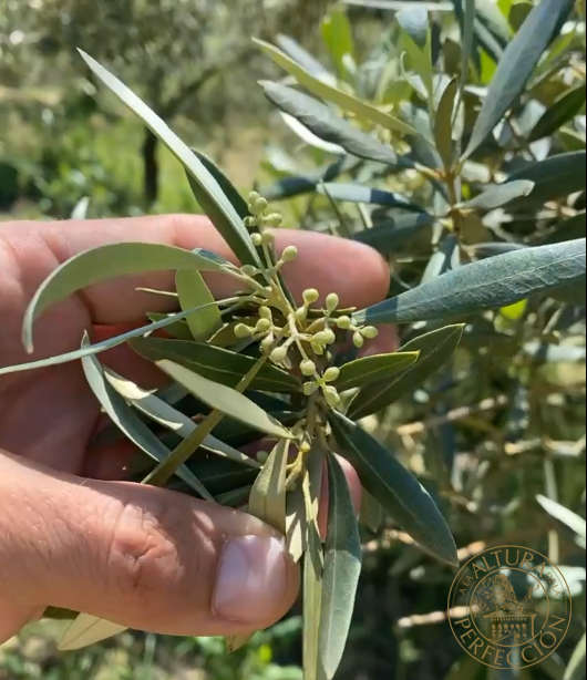 masia el altet olives