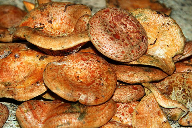 Gratinée of ‘esclatasangs’ (wild mushrooms)from the Mountains of Alicante