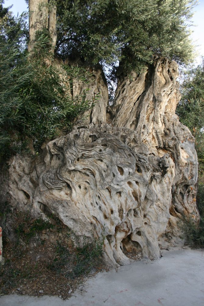 All you ever wanted to know about olive trees which are thousands of years old